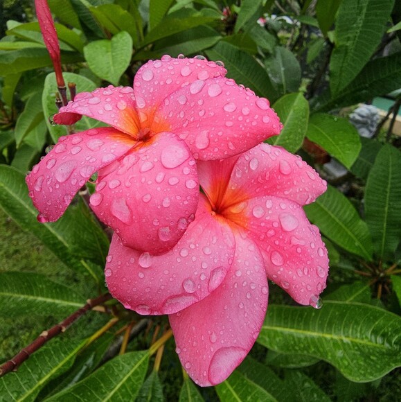lolowahine00
